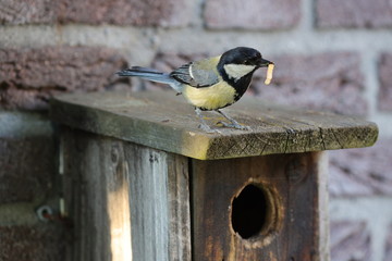 Fototapeta premium A great tit on top of a bird cage with a worm in its mouth.