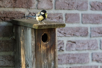 A great tit on top of a bird cage with a worm in its mouth.