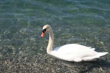 Cygne sur le Lac L&eacute;man 1