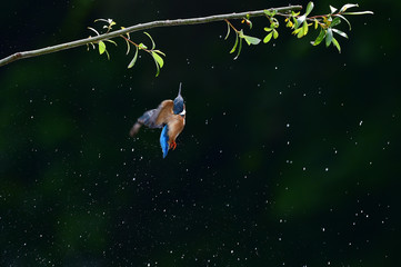 Obraz na płótnie Canvas A common Indian kingfisher bird