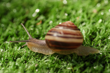 vineyard snail in the garden