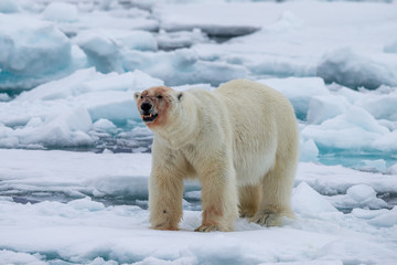 Polar Bear (Ursus maritimus) Spitsbergen North Ocean