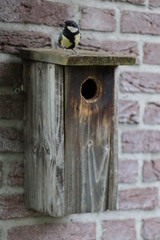  A great tit on top of a bird cage with a worm in its mouth.