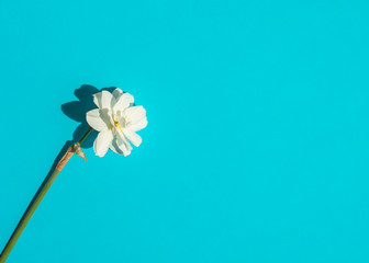 Delicate white daffodil isolated on a bright blue background.