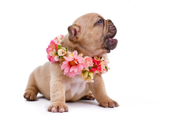 Small cream lilac fawn colored French Bulldog dog puppy wearing pink flower collar on white background