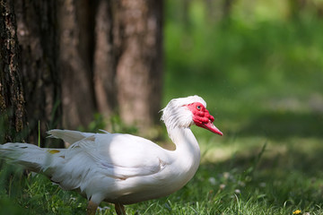 Obraz premium muscovy duck