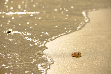 .Shell on the beach shore