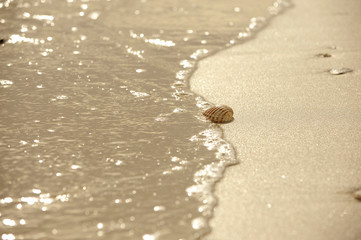 Cockleshell on the shore of the beach