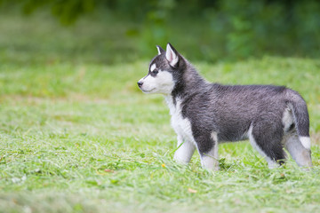 siberian husky puppy