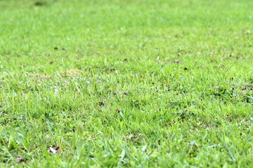 Lush bright green grass on the lawn. Not cut lawn, young shoots in spring. Background for wallpaper, text and design.