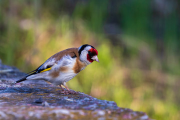 Bright colorful bird Goldfinch stands on a stone against a background of bright greenery. City birds in their habitat. Wildlife. Spring park. Blurred background.