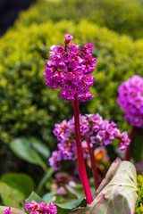 Bright red delightful flowers on a stalk grow in the open ground among green bushes.Spring park.Close-up.