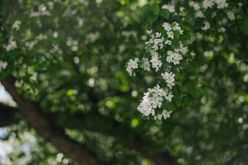 Beautiful blooming of decorative white apple and fruit trees over bright blue sky in colorful vivid spring park full of green grass by dawn early light with first sun rays, fairy heart of nature