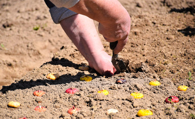 female hands with garden tools, planting seeds in friable soil, bright tubers of plants, gladioli
