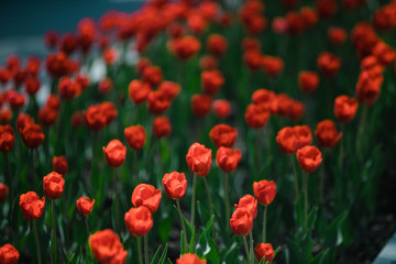 Beautiful flowers tulips in the spring garden. gardening hobby. Natural spring garden background.