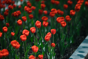 Beautiful flowers tulips in the spring garden. gardening hobby. Natural spring garden background.