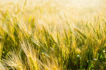 Wheat field