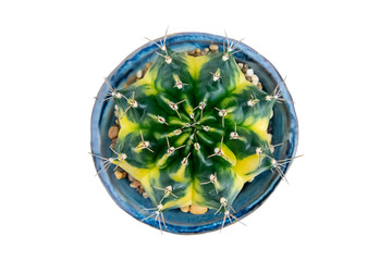 Isolated Top view image Green castas  in blue clay pots on a white background with clipping path.
