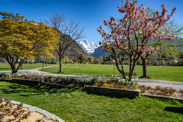 Jungfrau von Höhenmatte Interlaken im Frühling mit Blumen