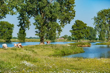 Dutch river Maas landscape with cows