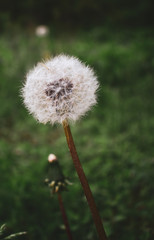 dandelion in the garden on a background of green grass