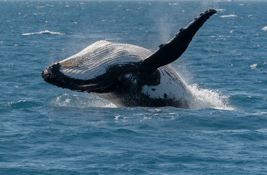 Breaching Humpback Whale (Megaptera novaeangliae) close up image of  a humpback whale during the migration season at Queensland, Australia.