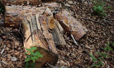 vergessener und zersägter baumstamm im frühling