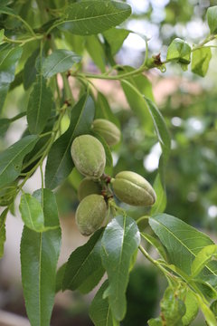 Almendras verdes