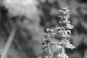 schwarz-weiß foto von einer waldblume im frühling