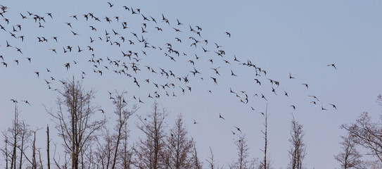 Ducks gather on a sky during the Spring Migration