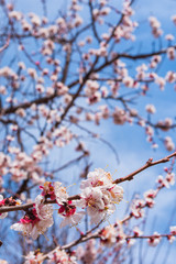 Spring garden. Flowering branch of the apricot tree close-up. Soft selective focus.