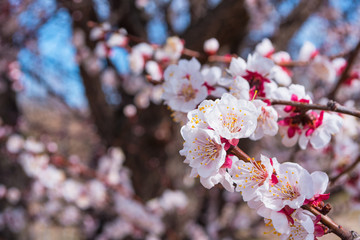 Spring blooming garden. Flowering branch of the apricot tree close-up. Soft bokeh. Selective focus.