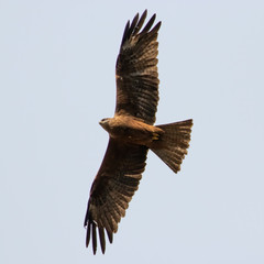Portrait of Western marsh harrier (Circus aeruginosus) in germany 