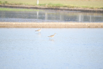 チュウシャクシギ