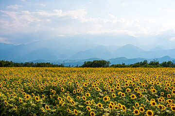 夏のひまわり畑