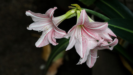 Fototapeta na wymiar Amaryllis belladonna, Jersey lily, belladonna-lily, naked-lady-lily, March lily
