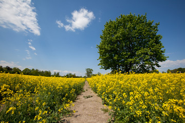 Fototapeta premium Pole kwitnącego rzepaku.