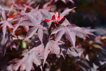 Japanese Maple Bloodgood