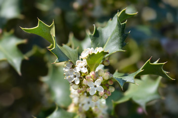 Common Holly