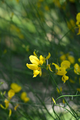 Spanish broom