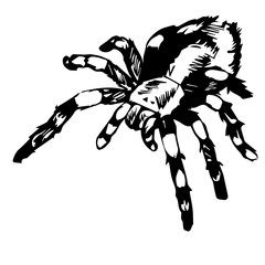 large spider isolated on white background, black and white vector illustration