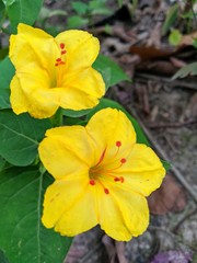 Fototapeta premium yellow flower