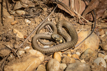 A very young grass snake on the ground