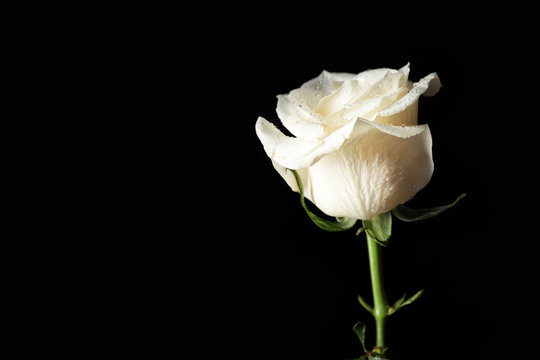 Beautiful white rose on dark background