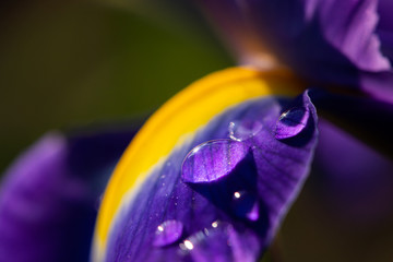 Detail of a purple and yellow blossom of an iris