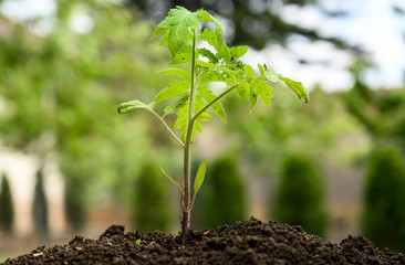 Closeup of young tomato seedling