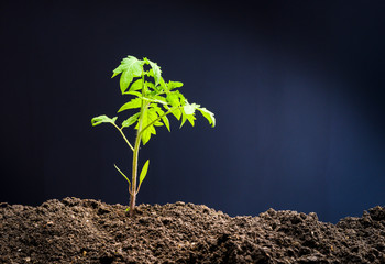 Closeup of young tomato seedling