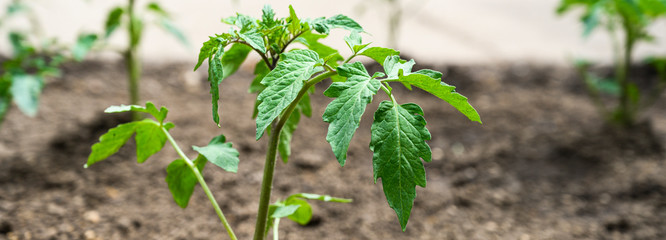 Closeup of young tomato seedling