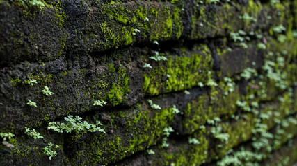 Obraz premium green moss on stone