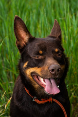 australian kelpie dog portrait on green grass background